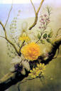 Orchid - Aquarius